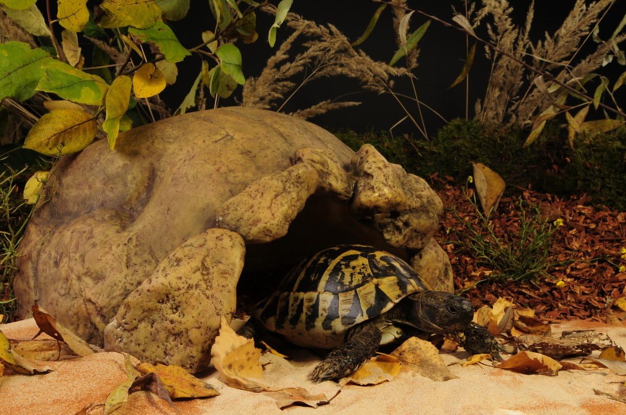 Exo Terra Large Tortoise Cave