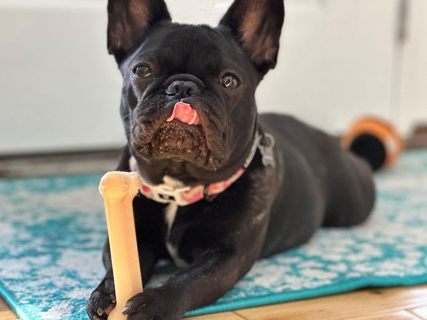 Nylabone Dura Chew Original Regular