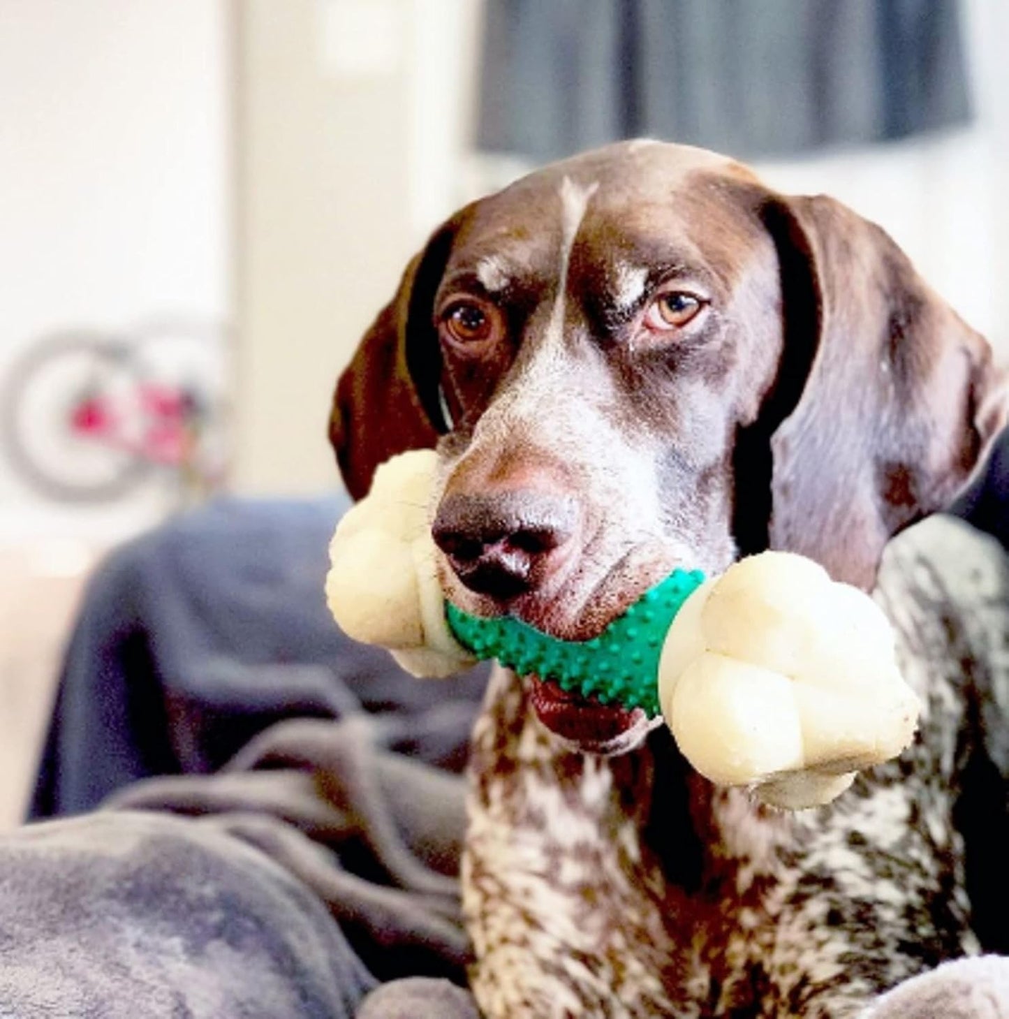 Nylabone Double Action Bacon X Large