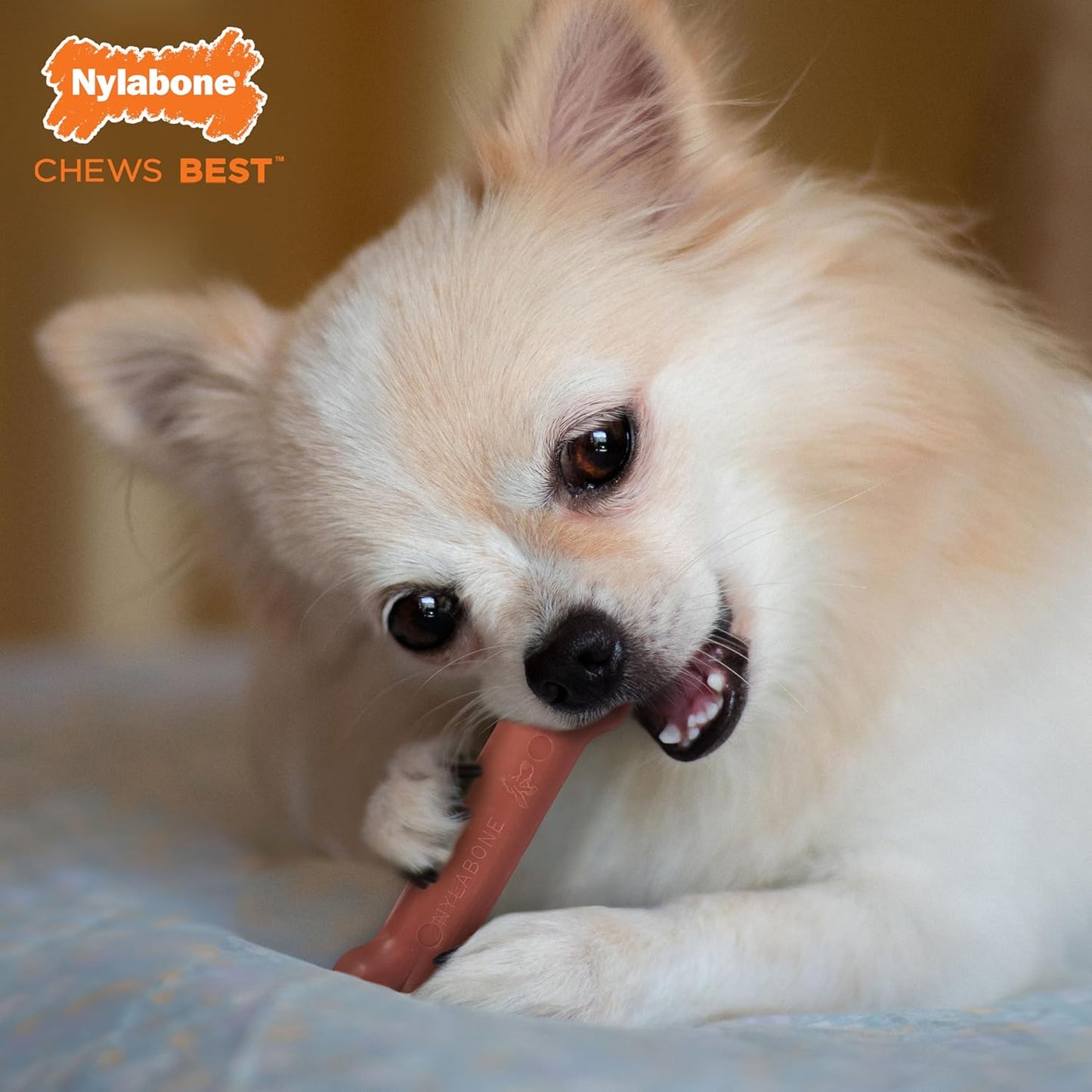 Nylabone Dura Chew Petite Bacon