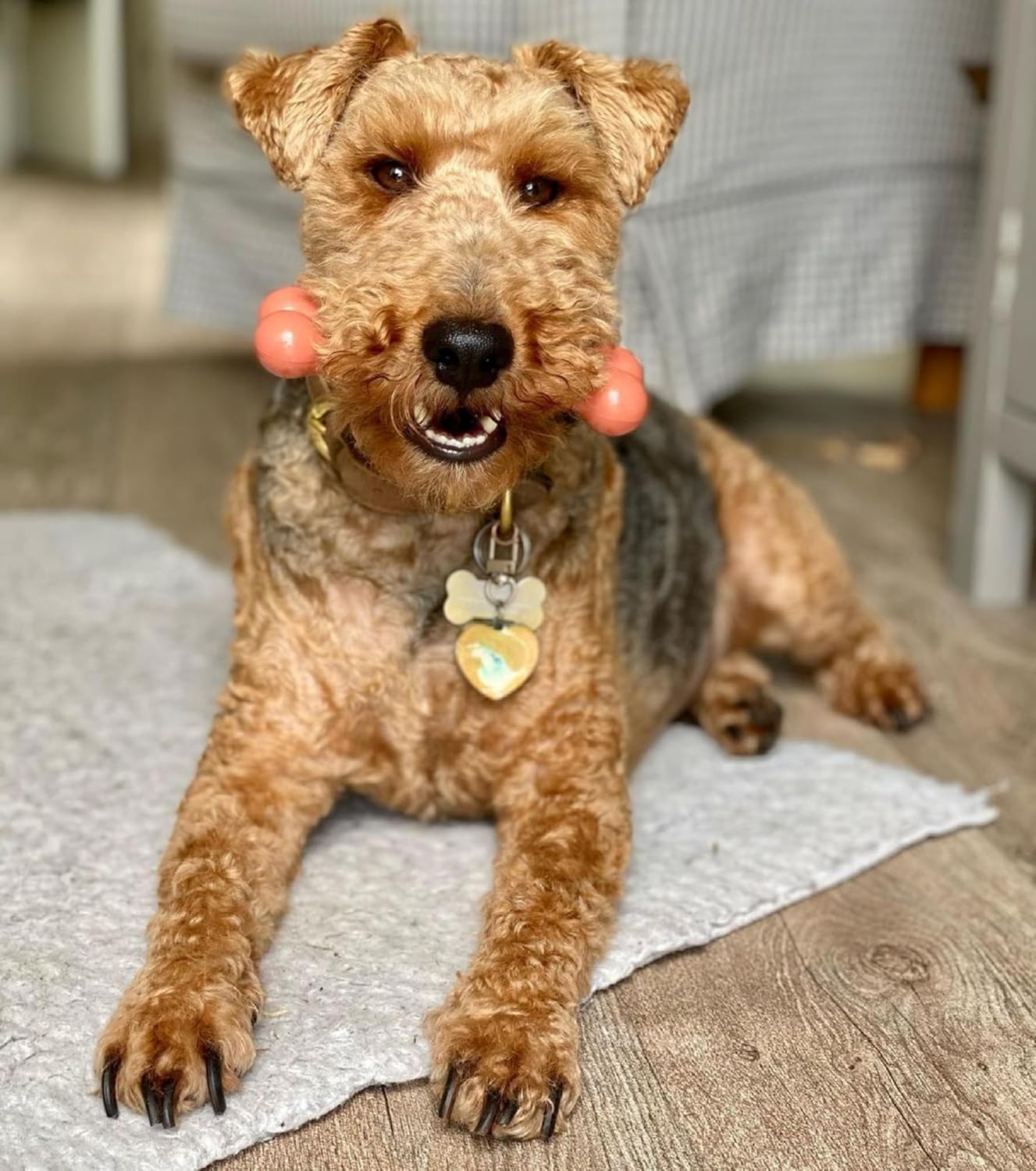 Nylabone Dura Chew Regular Bacon