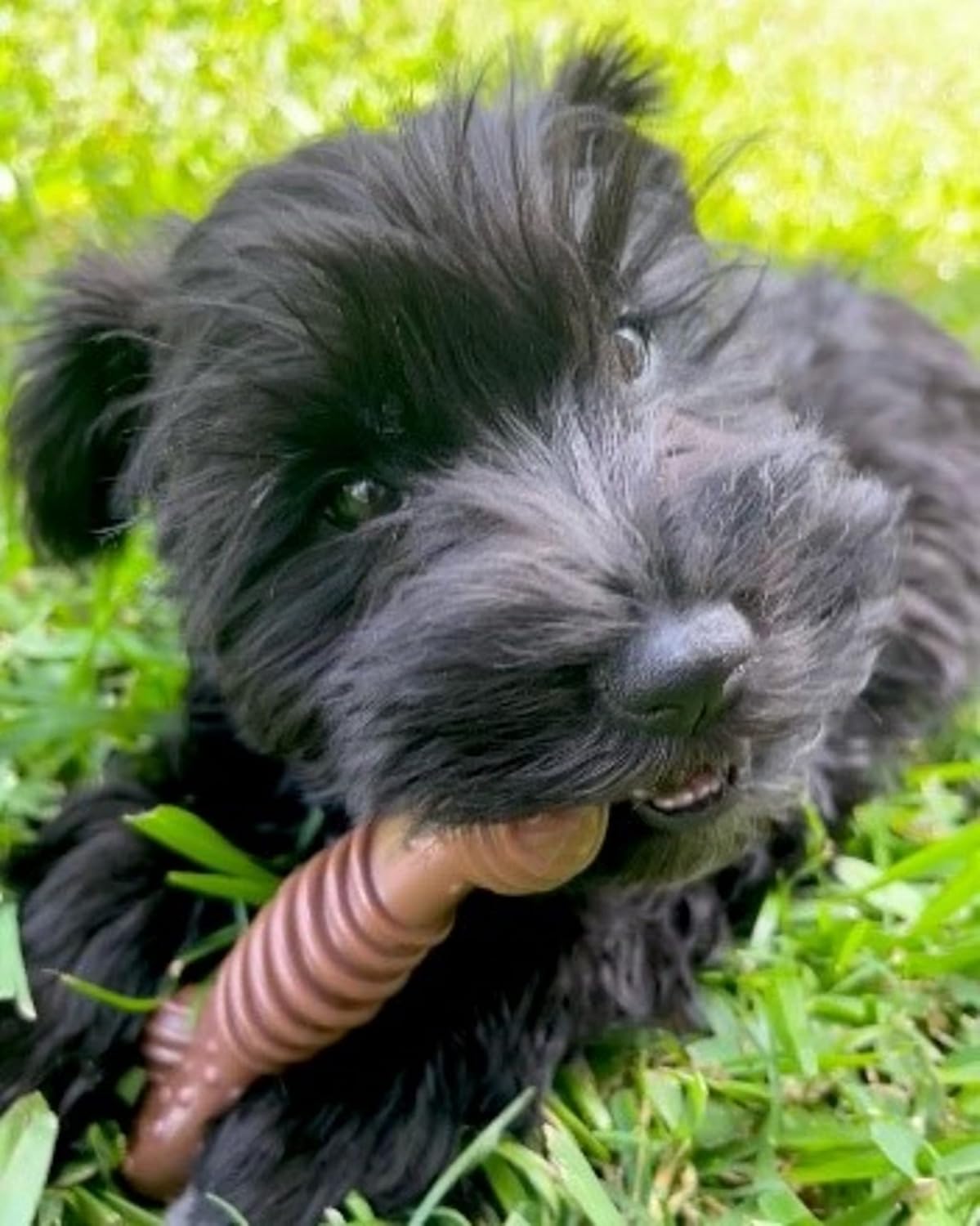 Nylabone Dura Chew Flavour Medley Medium