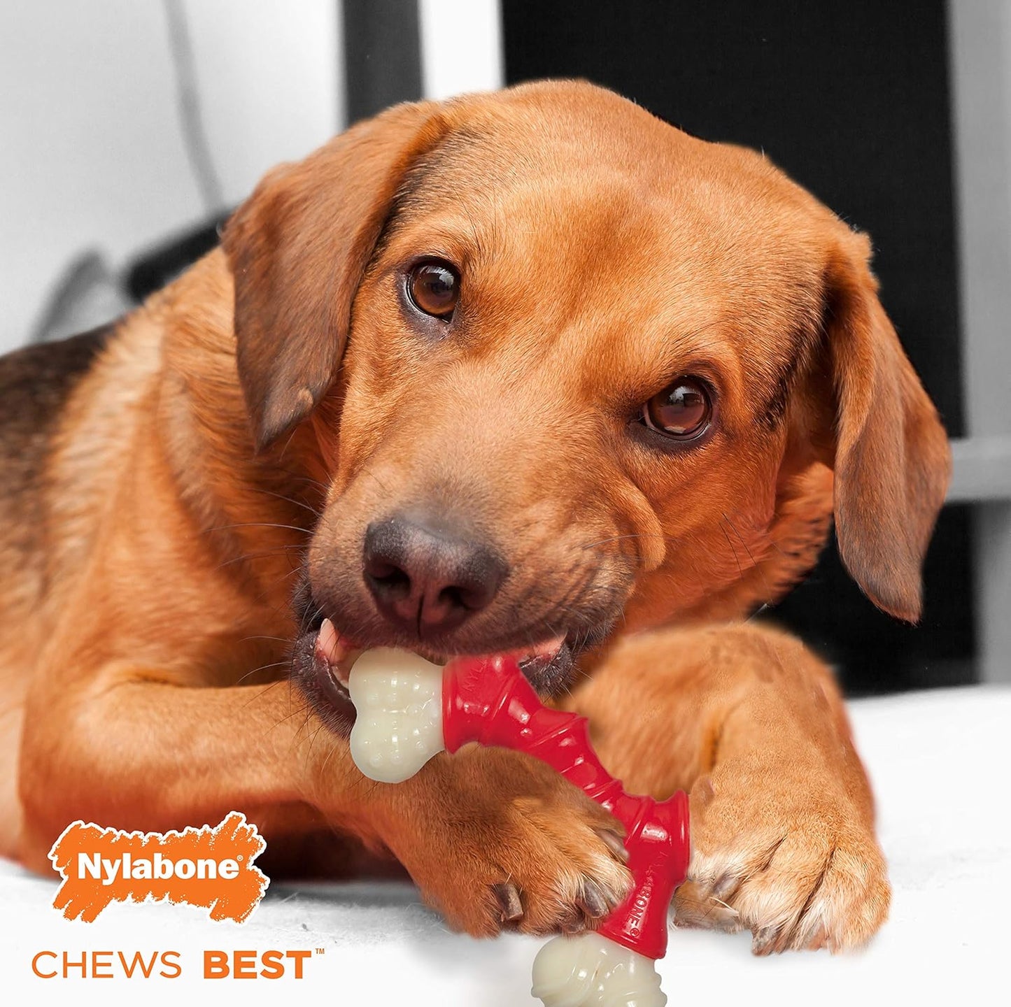 Nylabone Extreme Double Bone Bacon Medium