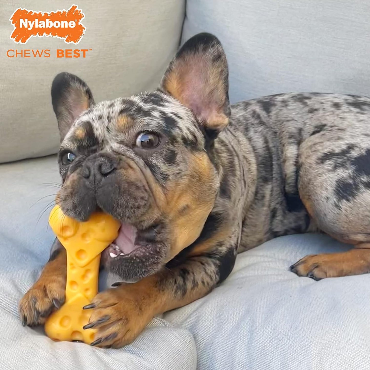 Nylabone Cheese Bone Medium
