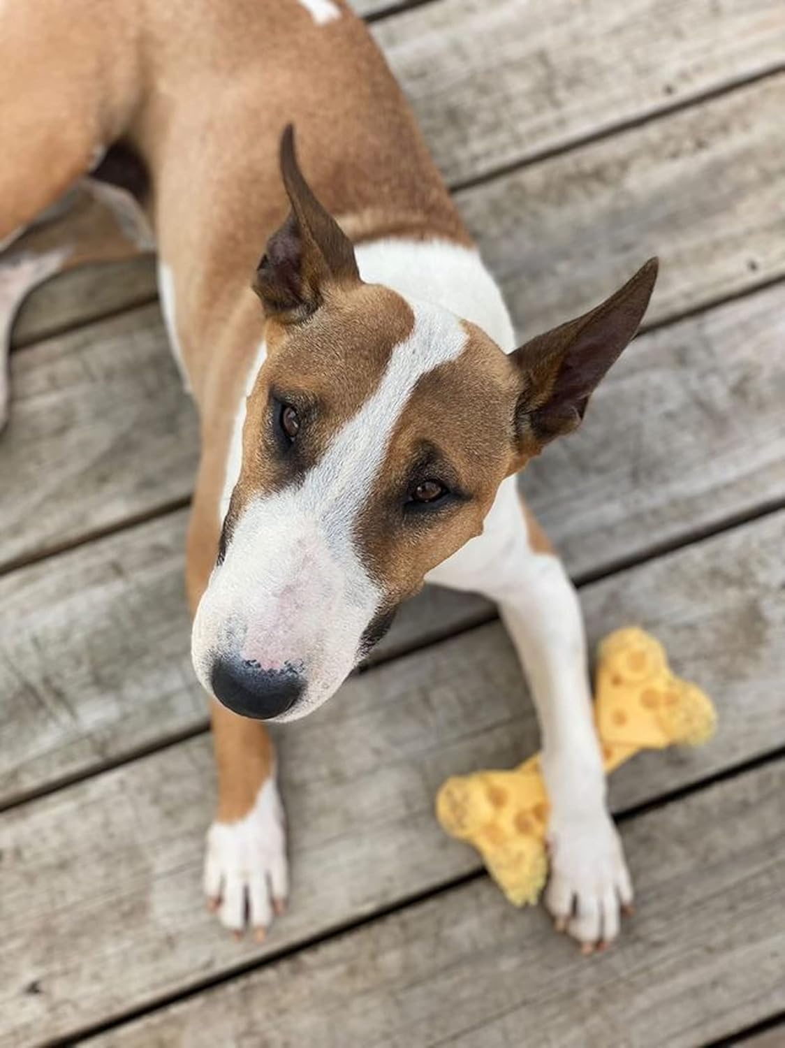 Nylabone Cheese Bone Medium
