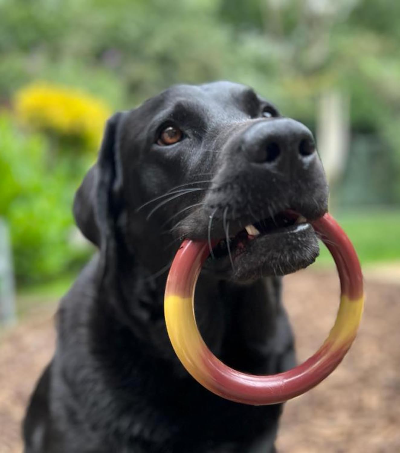 Nylabone Bacon Cheeseburger Ring