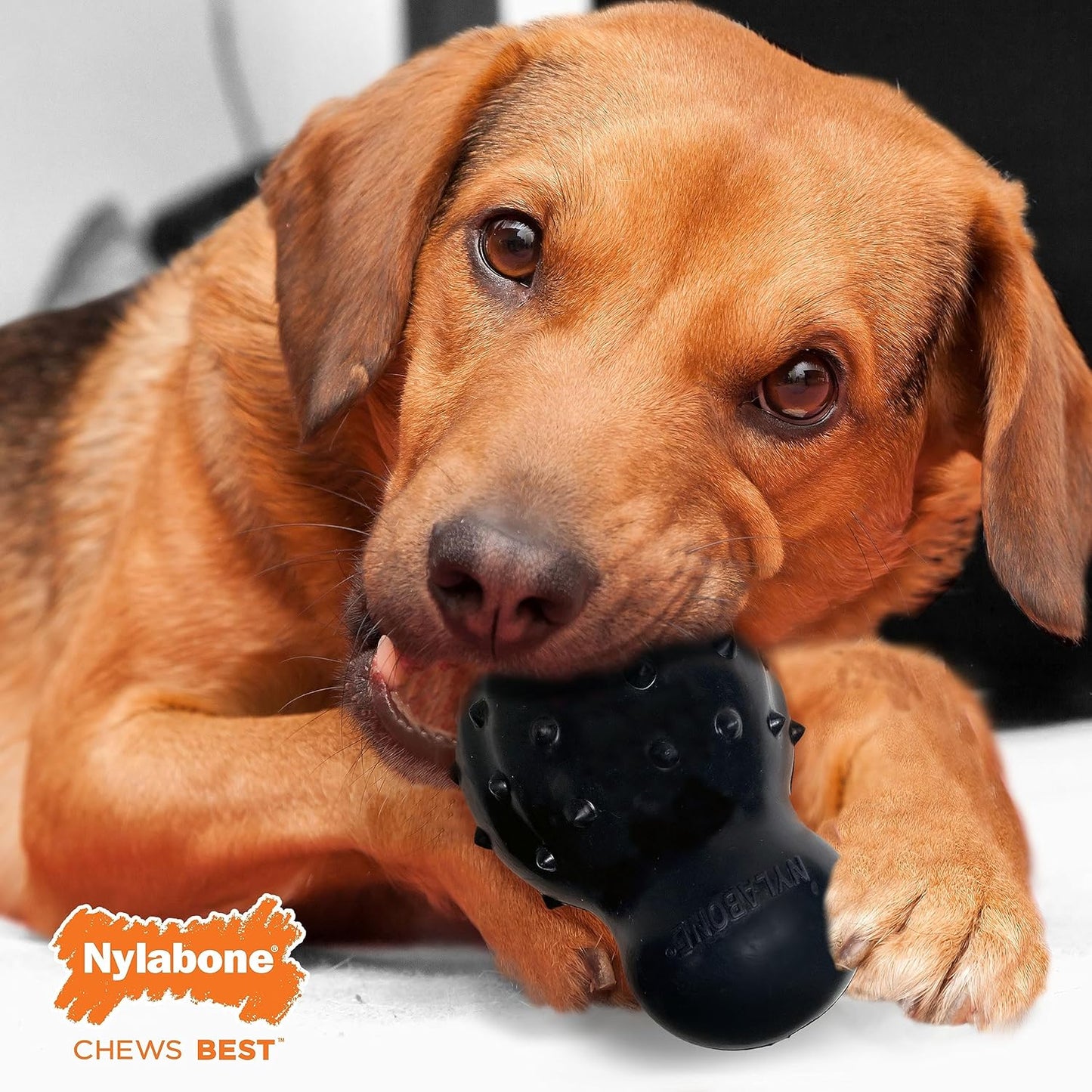 Nylabone Large Ultimate Black Cone Beef Flavour