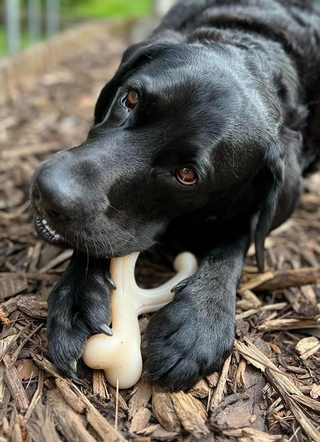 Nylabone Gourmet Style Wishbone Large - Chicken