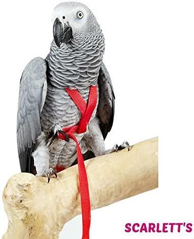 Adventure Bird Harness Medium Black