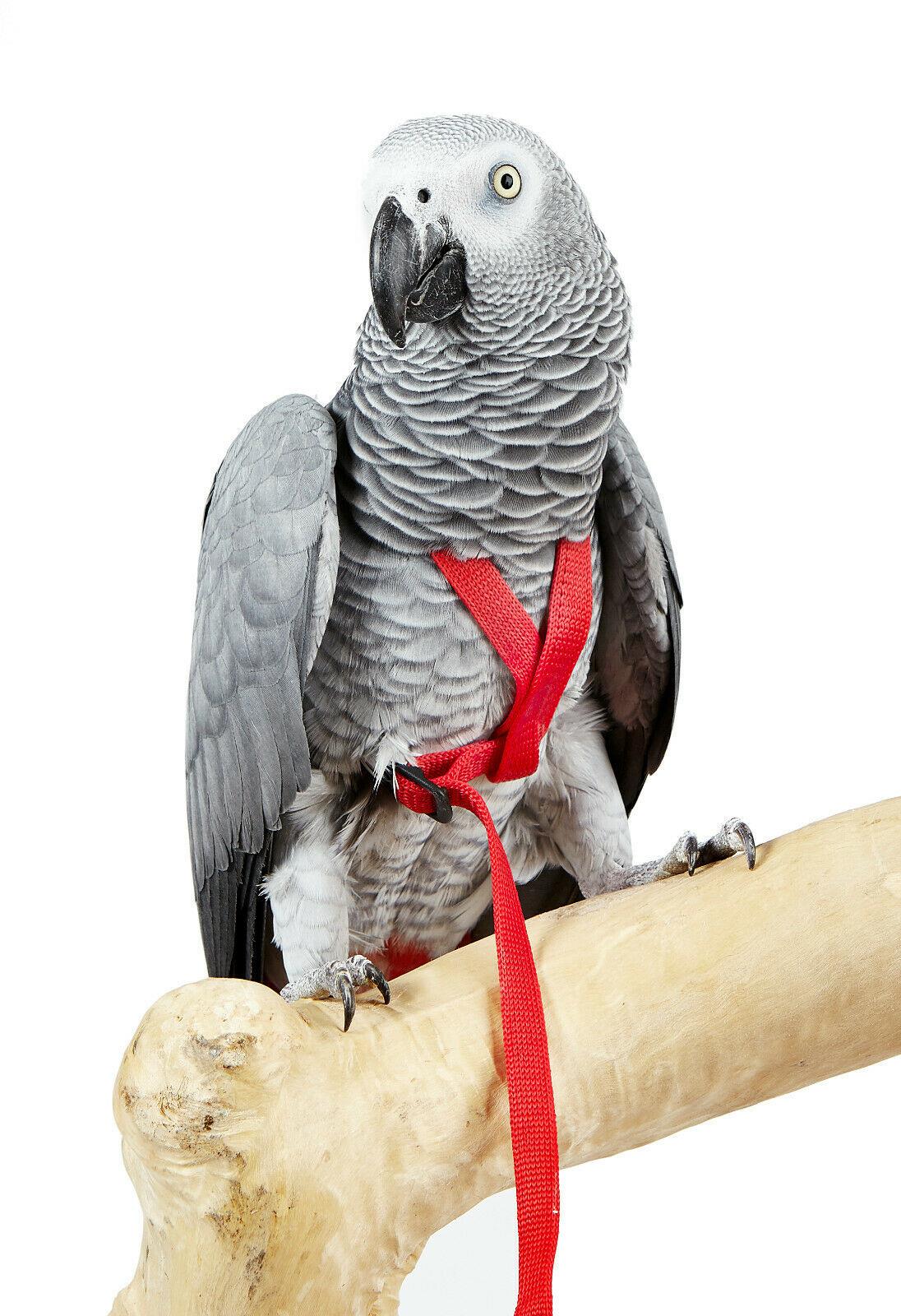 Adventure Bird Harness Medium Red