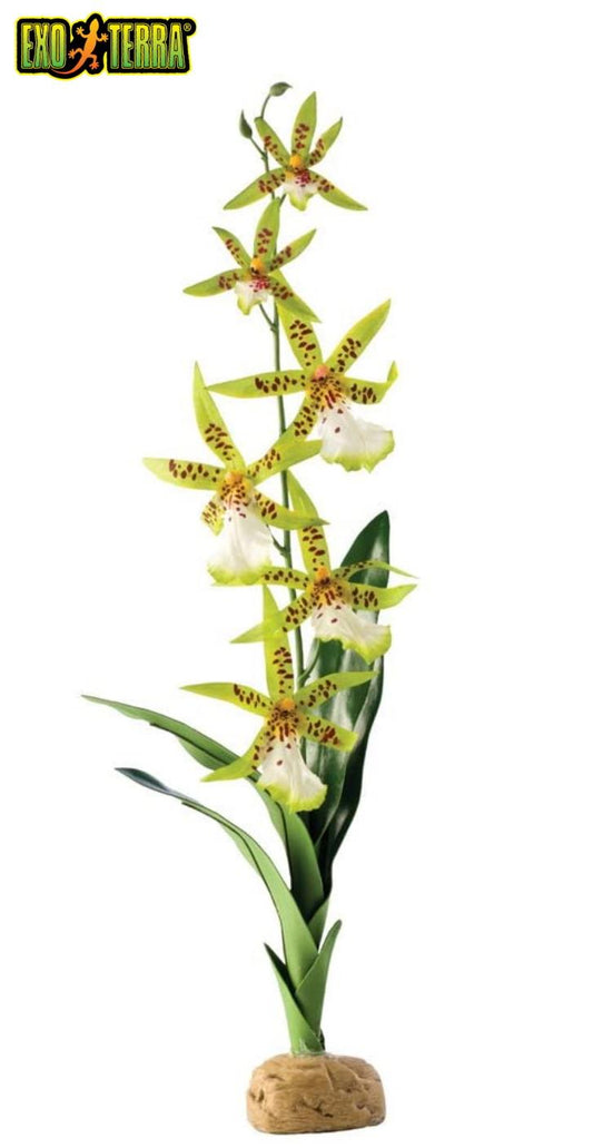 Exo Terra Spider Orchid