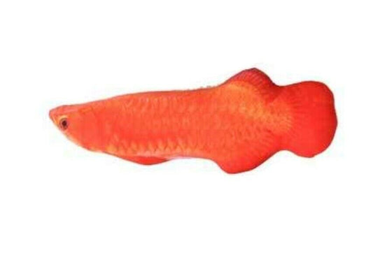 Petlove Catnip Red Arowana 10cm