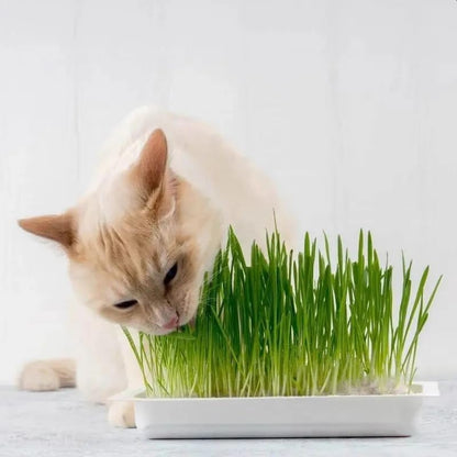 Webbox Cat Grass 120g