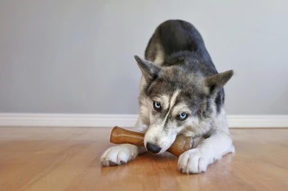 Nylabone Puppybone Souper Chicken Flavoured