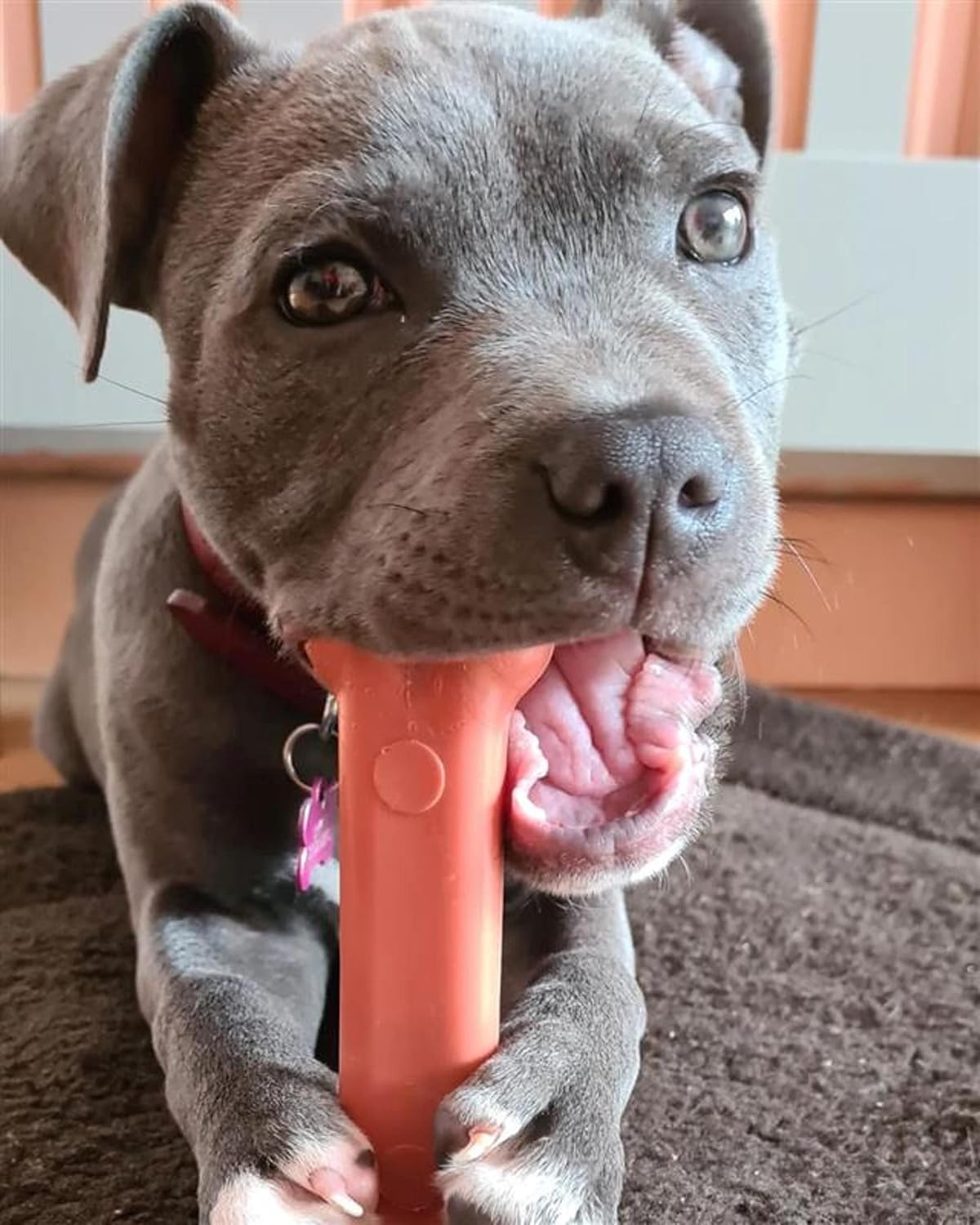 Nylabone Dura Chew Wolf Bacon