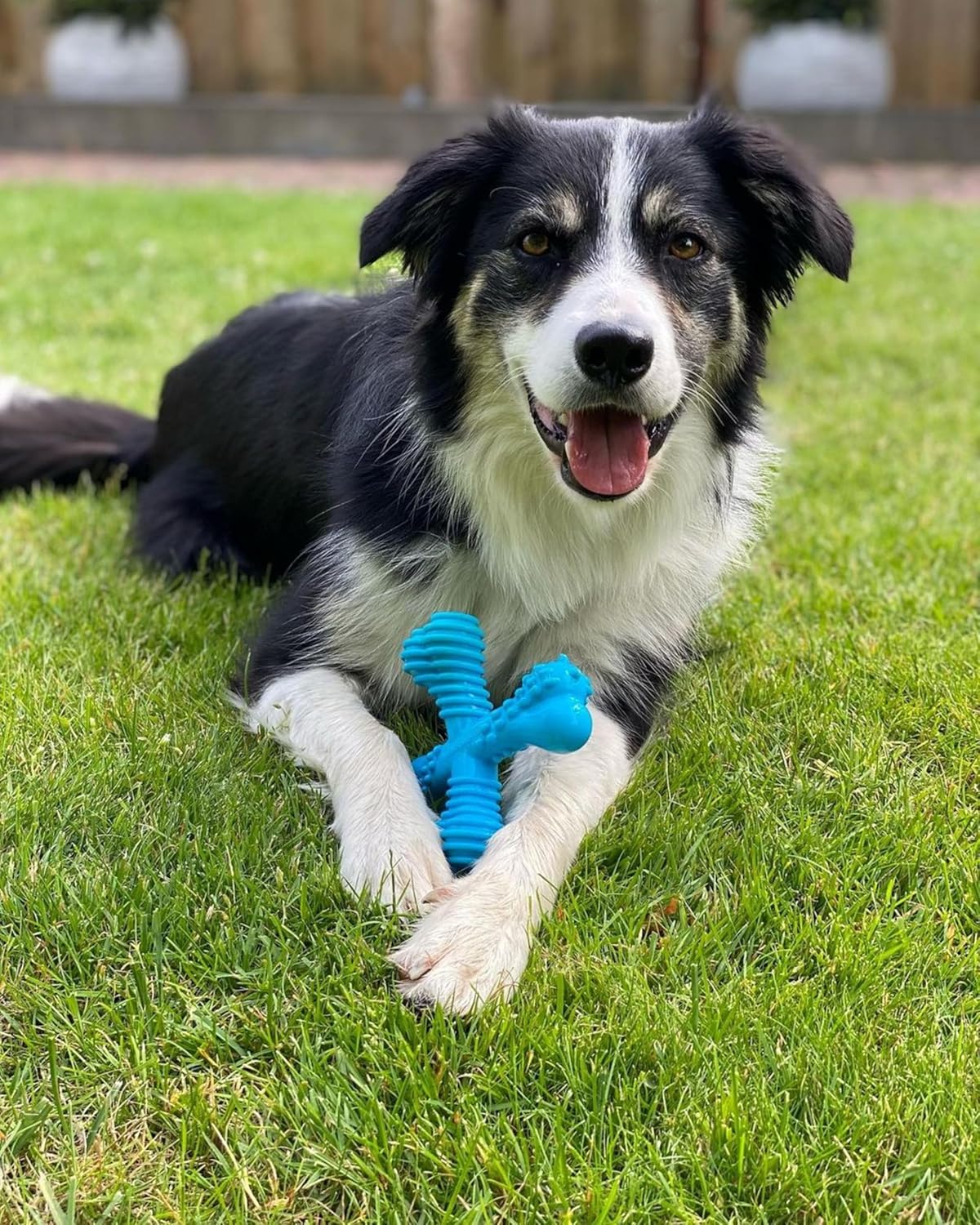 Nylabone Cross Bone Beef