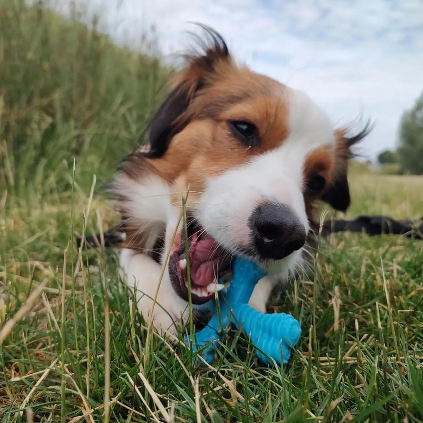 Nylabone Cross Bone Beef