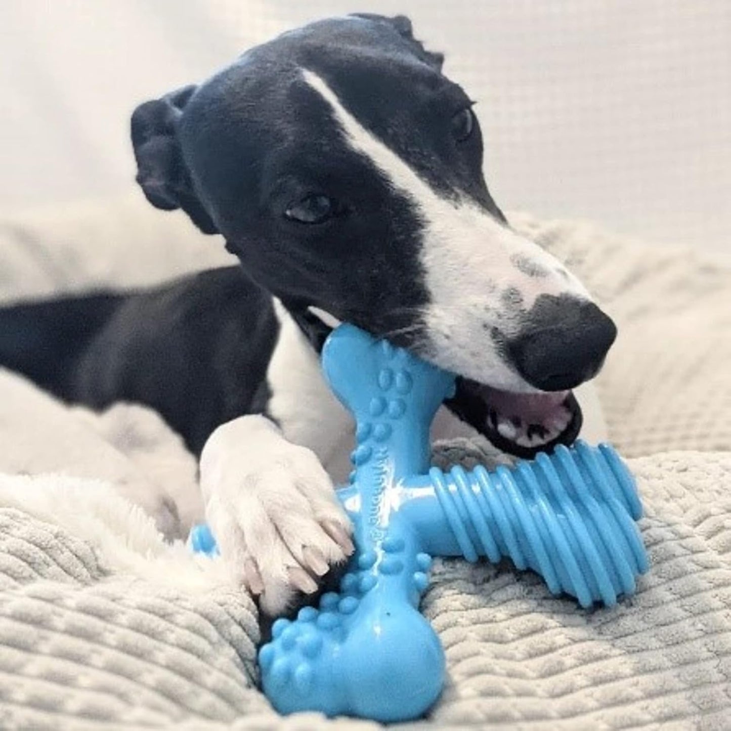 Nylabone Cross Bone Beef