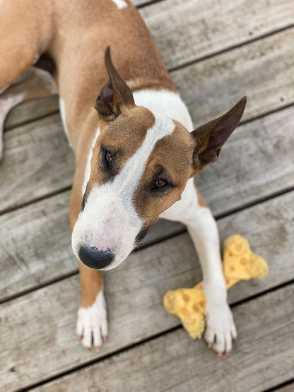 Nylabone Cheese Bone Medium