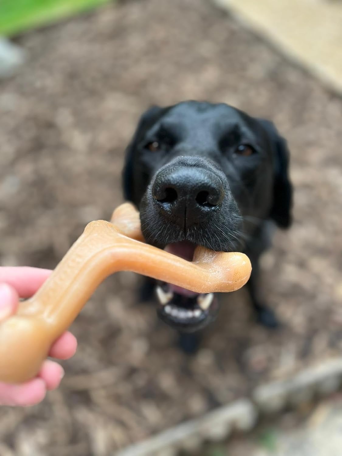 Nylabone Gourmet Style Wishbone Large - Chicken