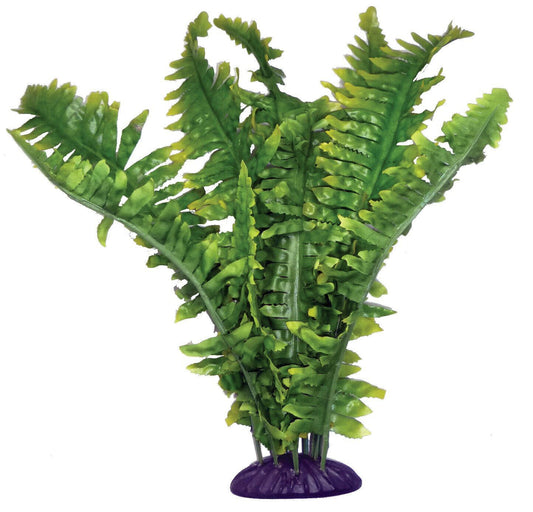 Komodo Boston Fern 25cm