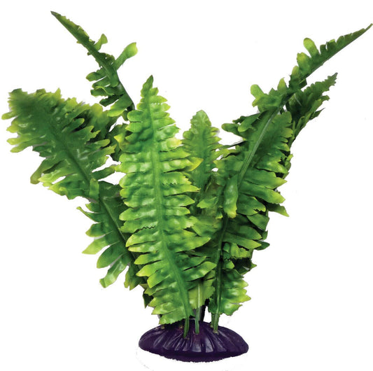 Komodo Boston Fern Large 36cm