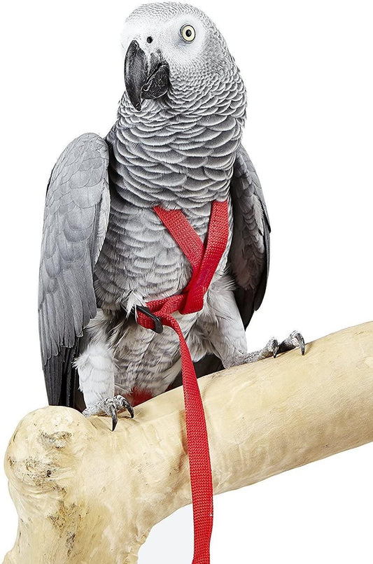 Adventure Bird Harness Large Red