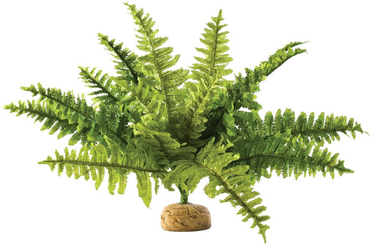 Exo Terra Boston Fern Medium